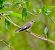 Balia nera (Ficedula hypoleuca) © Angelo Pasqua