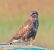 Poiana (Buteo buteo) © Angelo Pasqua