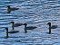 Smergo maggiore (Mergus merganser) © Angelo Pasqua