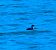 Svasso collorosso (Podiceps grisegena) © Angelo Pasqua