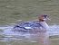Smergo maggiore (Mergus merganser) © Angelo Pasqua