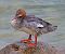 Gänsesäger (Mergus merganser) © Angelo Pasqua