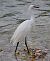 Garzetta (Egretta garzetta) © Angelo Pasqua