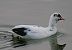 Folaga (Fulica atra) © Angelo Pasqua