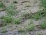 Corriere grosso (Charadrius hiaticula) © Angelo Pasqua