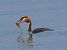 Svasso maggiore (Podiceps cristatus) © Angelo Pasqua