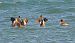 Smergo maggiore (Mergus merganser) © Angelo Pasqua