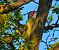 Picchio verde (Picus viridis) © Angelo Pasqua