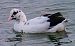 Folaga (Fulica atra) © Angelo Pasqua