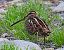 Beccaccino (Gallinago gallinago) © Angelo Pasqua