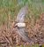 Common Snipe (Gallinago gallinago) © Angelo Pasqua
