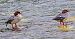 Smergo maggiore (Mergus merganser) © Angelo Pasqua