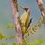 Picchio verde (Picus viridis) © Angelo Pasqua