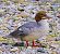 Smergo maggiore (Mergus merganser) © Angelo Pasqua