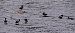 Smergo maggiore (Mergus merganser) © Angelo Pasqua