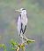 Airone cenerino (Ardea cinerea) © Angelo Pasqua