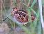 Beccaccino (Gallinago gallinago) © Angelo Pasqua