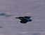 Martin pescatore (Alcedo atthis) © Angelo Pasqua