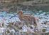 Beccaccino (Gallinago gallinago) © Angelo Pasqua