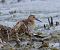Piovanello pancianera (Calidris alpina) © Angelo Pasqua