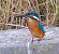 Martin pescatore (Alcedo atthis) © Angelo Pasqua