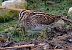 Beccaccino (Gallinago gallinago) © Angelo Pasqua