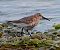 Piovanello pancianera (Calidris alpina) © Angelo Pasqua