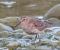 Piovanello pancianera (Calidris alpina) © Angelo Pasqua