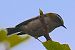 Common Firecrest (Regulus ignicapilla) © Angelo Pasqua