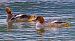 Smergo maggiore (Mergus merganser) © Angelo Pasqua