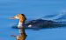 Smergo maggiore (Mergus merganser) © Angelo Pasqua