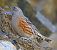 Sordone (Prunella collaris) © Angelo Pasqua