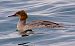 Smergo maggiore (Mergus merganser) © Angelo Pasqua