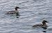 Smergo maggiore (Mergus merganser) © Angelo Pasqua