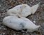 Cigno reale (Cygnus olor) © Angelo Pasqua