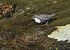 Merlo acquaiolo (Cinclus cinclus) © Luigi Gennari