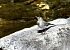 Ballerina bianca (Motacilla alba) © Luigi Gennari