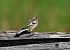 Fringuello (Fringilla coelebs) © Luigi Gennari