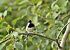 Cincia mora (Periparus ater) © Luigi Gennari