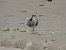 Piovanello pancianera (Calidris alpina) © Dimitri Marrone