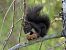 Scoiattolo comune europeo (Sciurus vulgaris) © Dimitri Marrone