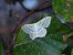 Scopula nigropunctata © Mirko Tomasi