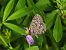 Leptotes pirithous © Mirko Tomasi