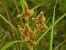 Cyperus glomeratus © Mirko Tomasi