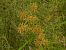 Cyperus esculentus © Mirko Tomasi