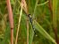 Orthetrum albistylum © Mirko Tomasi