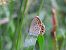 Plebejus sp. © Mirko Tomasi