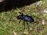 Carabus intricatus © Mirko Tomasi