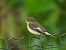 Balia nera (Ficedula hypoleuca) © Mirko Tomasi