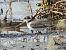 Corriere grosso (Charadrius hiaticula) © Mirko Tomasi